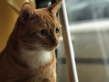 Close-up of a cat looking away