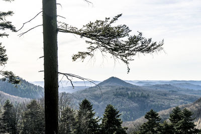 Scenic view of pine trees against sky