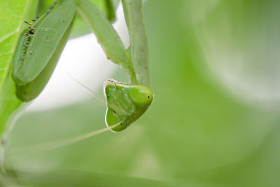 Close-up of insect on leaf