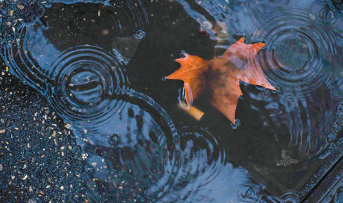 High angle view of leaf in puddle