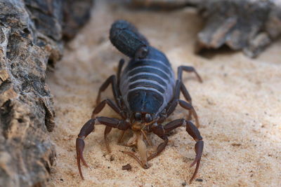 Close-up of insect on rock