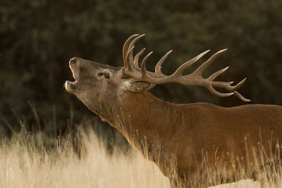 Close-up of deer calling