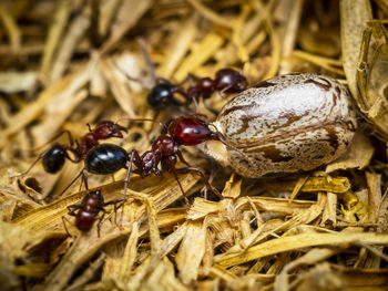 Macro-photo of red ants fraging for food