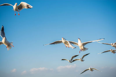 Low angle view of seagulls flying against clear sky