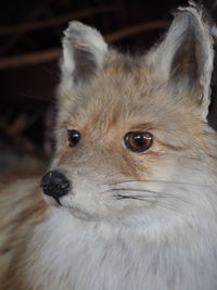 Close-up of fox pup looking away at zoo