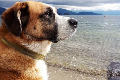 Close-up of dog by sea against sky