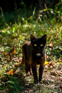 Portrait of cat on field