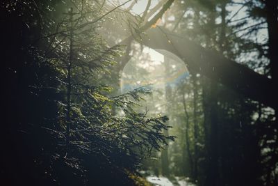 Trees in forest