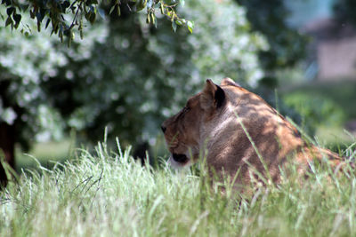 Lioness hiding in high grass in an italian safari park