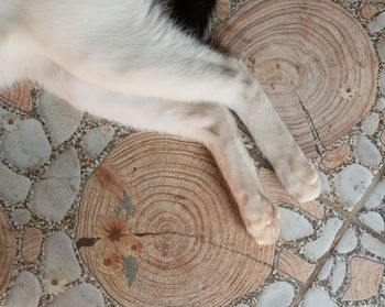 High angle view of cat resting