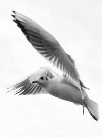 Low angle view of birds flying in sky