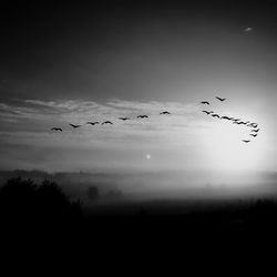 Low angle view of birds flying against sky