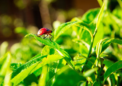 Close-up of ladybug on plant