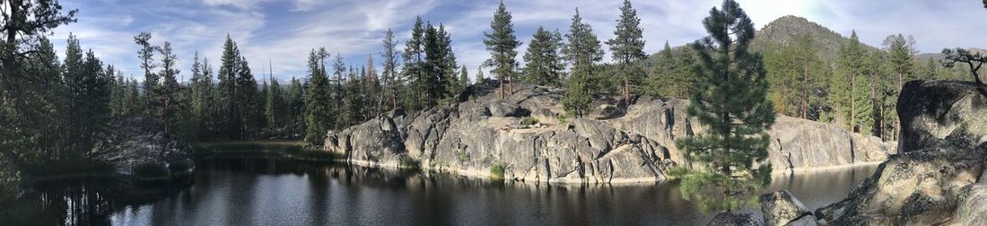 Panoramic view of pine trees in forest against sky