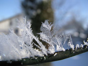 Close-up of ice on leaf