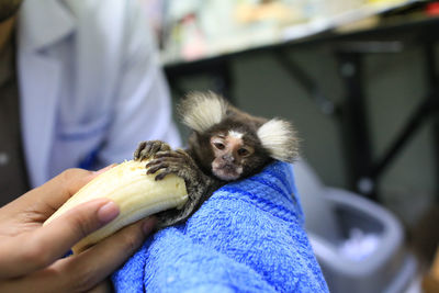Midsection of person holding flower