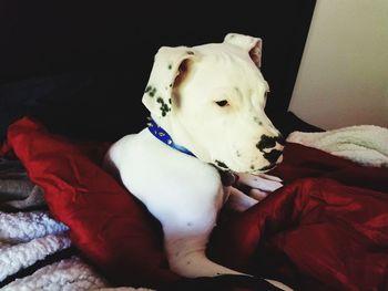 Close-up of dog on bed