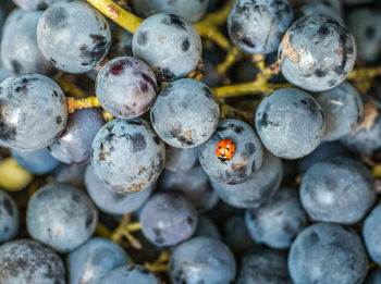 Close-up of ladybug on grapes