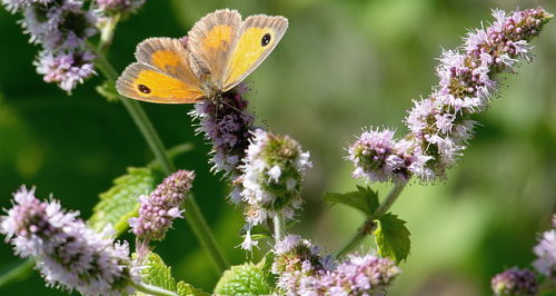 Close-up of butterfly pollinating on flower