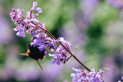 Close-up of insect on purple flowering plant