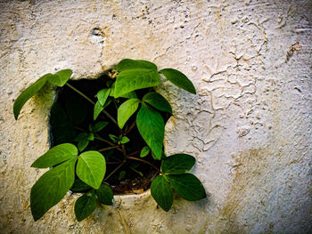 Close-up of ivy growing on plant