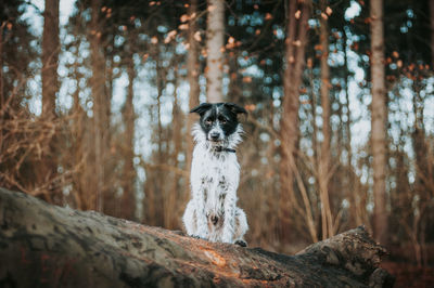 Mixed breed dog sitting on tree trunk in forest.