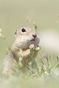 Close-up of an animal on grass