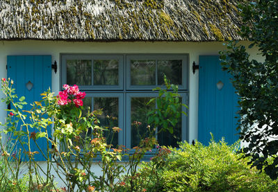 Plants growing on house window of building