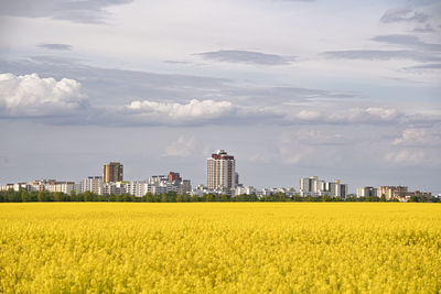 Scenic view of oilseed rape field against sky