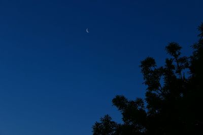 Low angle view of trees against clear blue sky