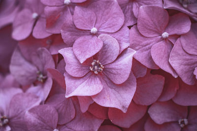 Close-up of pink hydrangea flowers