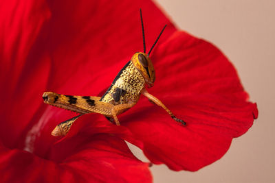 Close-up of butterfly pollinating on red flower