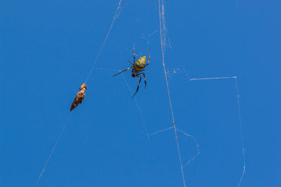 Low angle view of spider on web against blue sky
