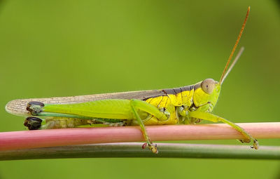 Close-up of insect perching on green leaf