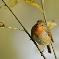 Close-up of bird perching on twig