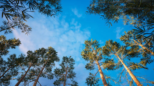 Low angle view of trees against blue sky