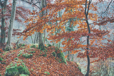 Autumn leaves on tree trunk