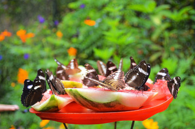 Close-up of butterflies on fruits