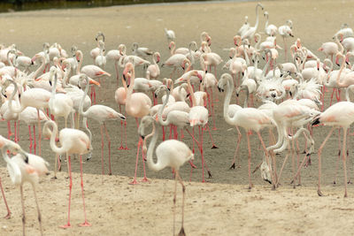 Flamingoes in ras al khor wildlife sanctuary, ramsar site, flamingo hide2, dubai, uae