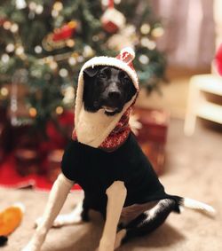 Portrait of a dog sitting on christmas tree
