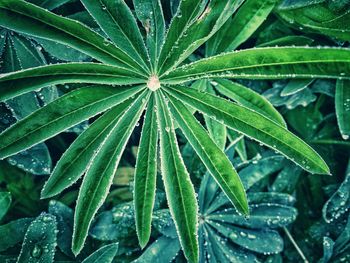 High angle view of wet plant leaves during rainy season