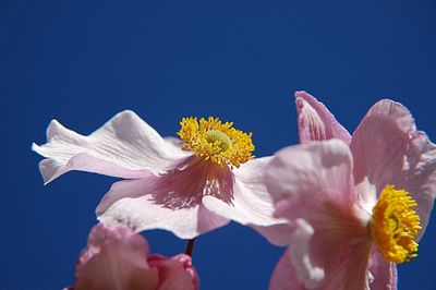 Close-up of white flower against blue sky