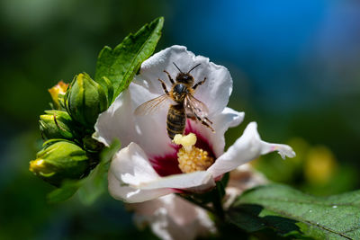 Close-up of insect on flower