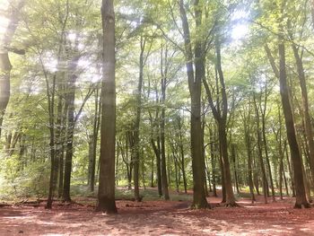 Trees in forest