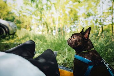 Woman and french bulldog relaxing in nature