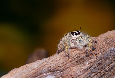 Close-up of insect on wood
