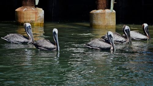 Pelicans swimming in lake