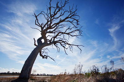 Low angle view of silhouette bare tree against sky