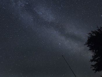 Low angle view of trees against star field at night
