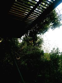Low angle view of trees